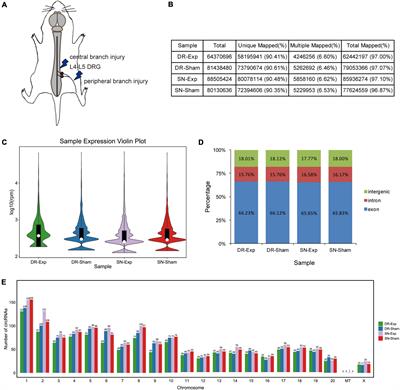 Characterization of circular RNAs in dorsal root ganglia after central and peripheral axon injuries